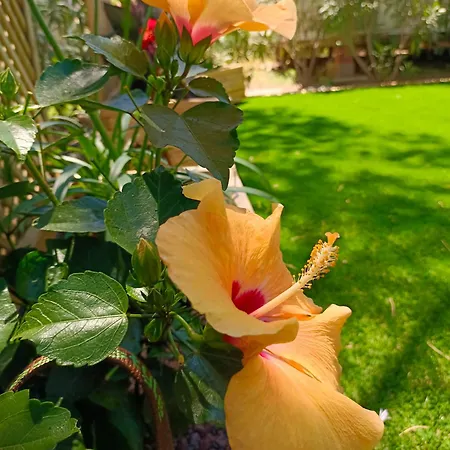 Le Lagon Rose Siblu Le Mar Estang Canet-en-roussillon, 2 Rooms, 2 Bathrooms, 2 Tv, Free Wifi, Sheets & Towels Included, At 5 Mn Walk Canet-en-Roussillon